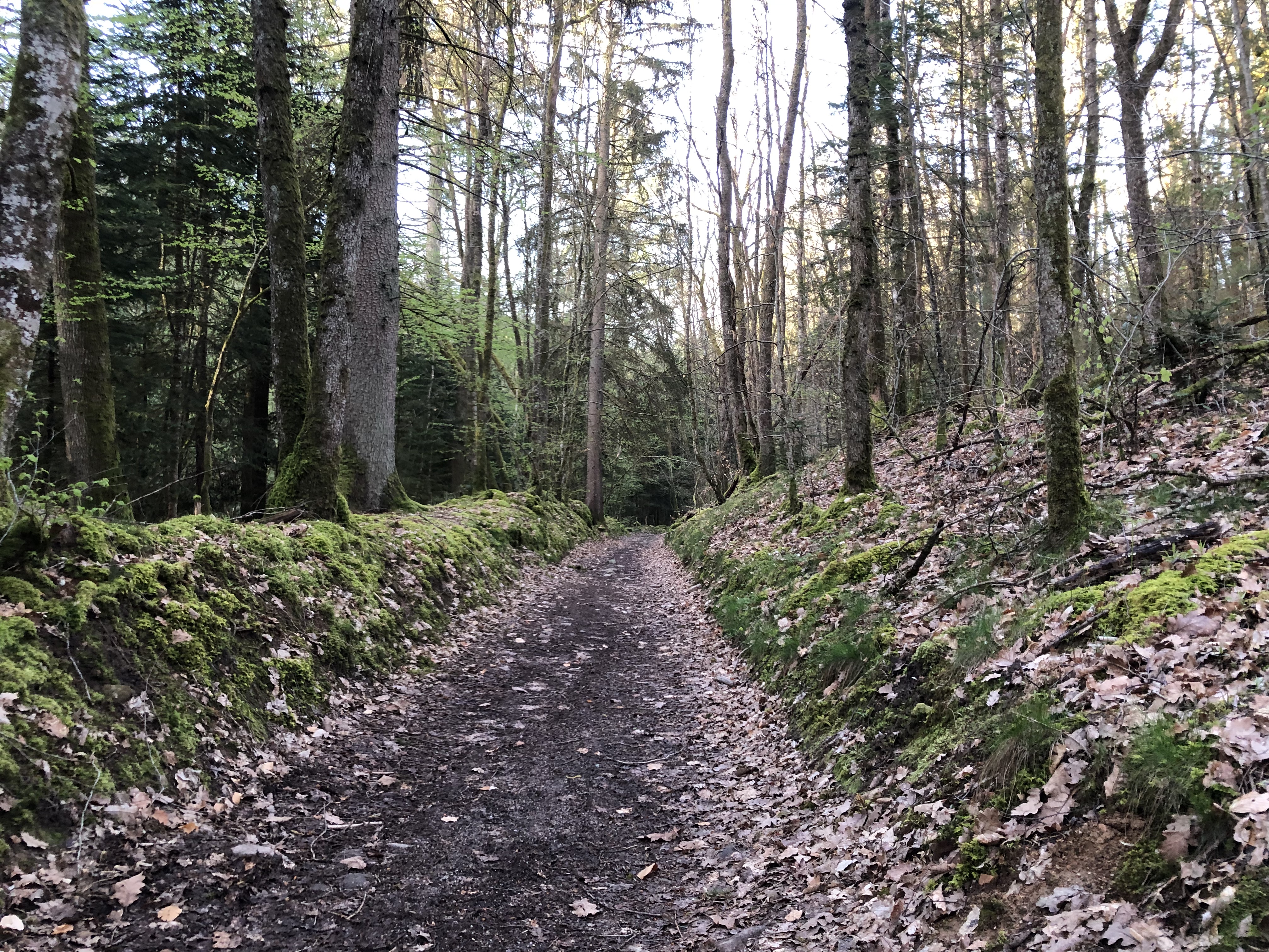 Un chemin creux